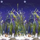 Kit piscine acier D&eacute;coh'Tool Pinus D 550cm haut 120 cm filtration &eacute;chelle Torrente Toi pas cher